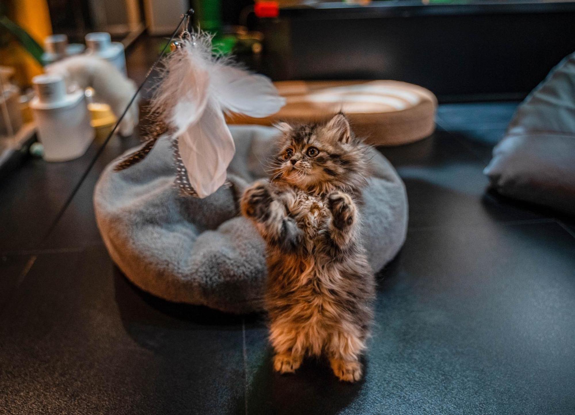 Hesu Designer Hotel & Suites -Near Xi'An Drum Tower And Yongning Gate -Free Laundry Luggage Storage -Kitty Cafe With Freshly Ground Coffee -24H Front Desk -English Service Buitenkant foto