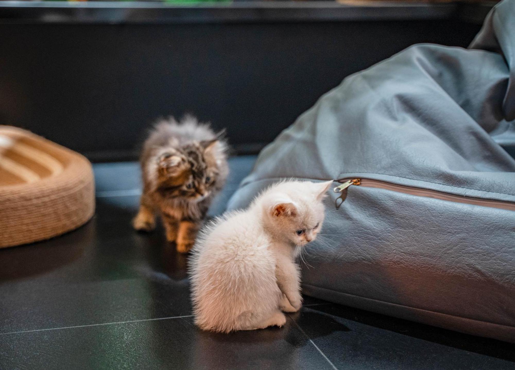 Hesu Designer Hotel & Suites -Near Xi'An Drum Tower And Yongning Gate -Free Laundry Luggage Storage -Kitty Cafe With Freshly Ground Coffee -24H Front Desk -English Service Buitenkant foto