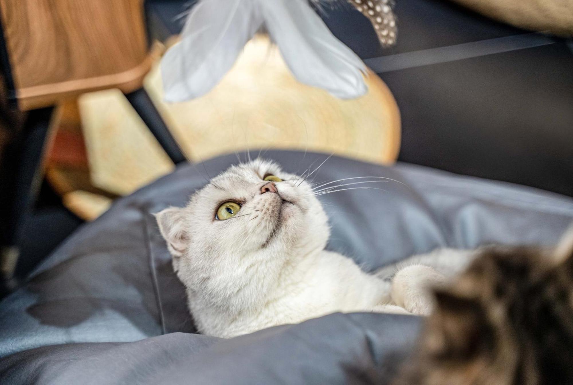 Hesu Designer Hotel & Suites -Near Xi'An Drum Tower And Yongning Gate -Free Laundry Luggage Storage -Kitty Cafe With Freshly Ground Coffee -24H Front Desk -English Service Buitenkant foto